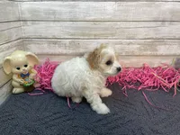 Jan, a female Cavapoo and Cavalier King Charles Spaniel for sale in Fulton, KS – Photo 4 of 4