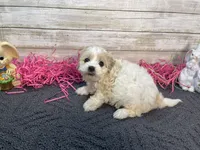 Jan, a female Cavapoo and Cavalier King Charles Spaniel for sale in Fulton, KS – Photo 2 of 4