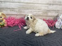 Jan, a female Cavapoo and Cavalier King Charles Spaniel for sale in Fulton, KS – Photo 3 of 4