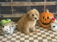 Scooter, a male Cavapoo and Poodle - Miniature  for sale in Fulton, KS – 4 of 6