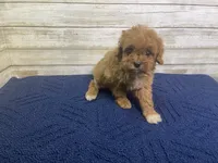 Kate, a female Cavapoo and Cavalier King Charles Spaniel for sale in Fulton, KS – 2 of 5