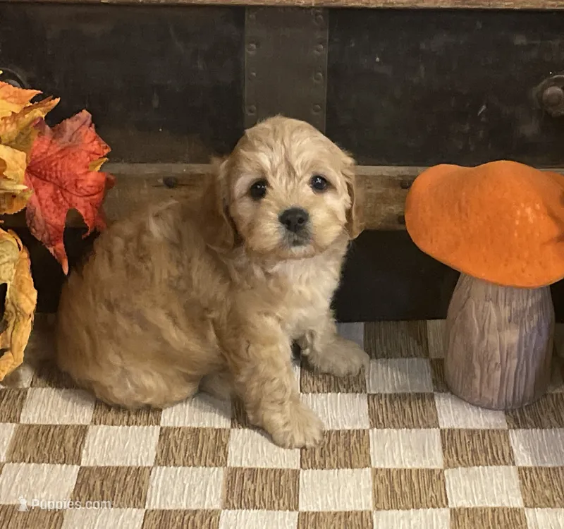 Author, a male Cavapoo and Cavalier King Charles Spaniel for sale in Fulton, KS – 1 of 5