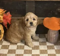 Author, a male Cavapoo and Cavalier King Charles Spaniel for sale in Fulton, KS – 1 of 5