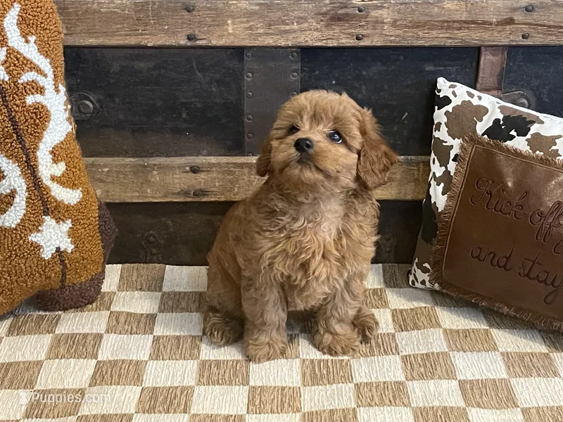 Bently – Cavapoo, Cavalier King Charles Spaniel puppy for sale in Fulton, KS
