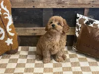 Bently, a male Cavapoo and Cavalier King Charles Spaniel for sale in Fulton, KS – 1 of 8