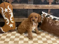 Diesel, a male Cavapoo and Cavalier King Charles Spaniel for sale in Fulton, KS – 2 of 5