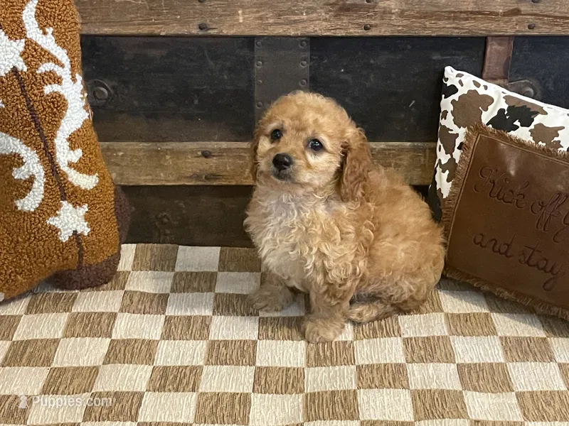 Baxter – Cavapoo, Cavalier King Charles Spaniel puppy for sale in Fulton, KS