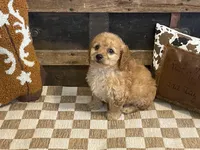 Baxter, a male Cavapoo and Cavalier King Charles Spaniel for sale in Fulton, KS – 1 of 7