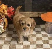 Arial, a female Cavapoo and Cavalier King Charles Spaniel for sale in Fulton, KS – 4 of 5