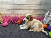 Anna, a female Cavapoo and Cavalier King Charles Spaniel for sale in Fulton, KS – Photo 6 of 9