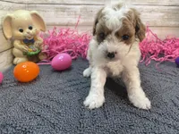 Anna, a female Cavapoo and Cavalier King Charles Spaniel for sale in Fulton, KS – Photo 8 of 9
