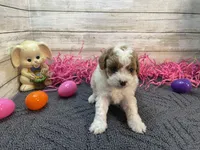 Anna, a female Cavapoo and Cavalier King Charles Spaniel for sale in Fulton, KS – Photo 4 of 9