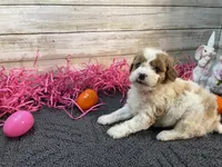 Anna, a female Cavapoo and Cavalier King Charles Spaniel for sale in Fulton, KS – Photo 7 of 9