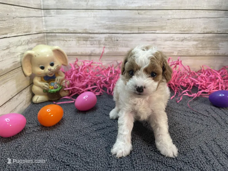 Anna – Cavapoo, Cavalier King Charles Spaniel puppy for sale in Fulton, KS