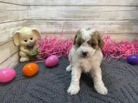 Anna, a female Cavapoo and Cavalier King Charles Spaniel for sale in Fulton, KS – Photo 1 of 9