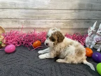 Anna, a female Cavapoo and Cavalier King Charles Spaniel for sale in Fulton, KS – Photo 5 of 9