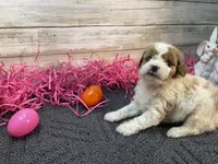 Anna, a female Cavapoo and Cavalier King Charles Spaniel for sale in Fulton, KS – Photo 3 of 9