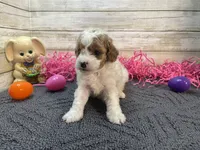 Anna, a female Cavapoo and Cavalier King Charles Spaniel for sale in Fulton, KS – Photo 9 of 9