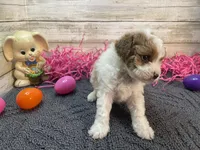 Anna, a female Cavapoo and Cavalier King Charles Spaniel for sale in Fulton, KS – Photo 2 of 9