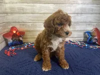 Sandy, a female Cavapoo and Cavalier King Charles Spaniel for sale in Fulton, KS – 7 of 8