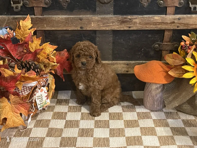 Annie – Cavapoo, Cavalier King Charles Spaniel puppy for sale in Fulton, KS