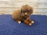 Charlotte, a female Cavapoo and Cavalier King Charles Spaniel for sale in Fulton, KS – 4 of 5