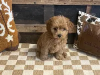 Bently, a male Cavapoo and Cavalier King Charles Spaniel for sale in Fulton, KS – 6 of 8