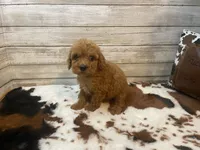Stanley, a male Cavapoo and Poodle - Miniature  for sale in Fulton, KS – 3 of 7