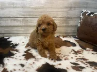 Stanley, a male Cavapoo and Poodle - Miniature  for sale in Fulton, KS – 6 of 7