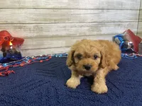 Sherman, a male Cavapoo and Cavalier King Charles Spaniel for sale in Fulton, KS – 3 of 8