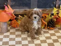 Milo, a male Cavapoo and Cavalier King Charles Spaniel for sale in Fulton, KS – 1 of 7