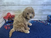 Spencer, a male Cavapoo and Cavalier King Charles Spaniel for sale in Fulton, KS – 3 of 7