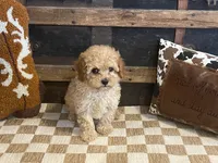 Buster, a male Cavapoo and Cavalier King Charles Spaniel for sale in Fulton, KS – 5 of 6