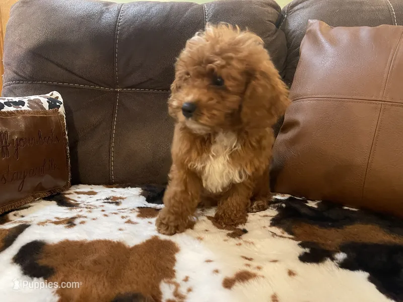 Stanley – Cavapoo, Cavalier King Charles Spaniel puppy for sale in Fulton, KS