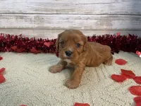 Chewy, a male Cavapoo for sale in Fulton, KS – Photo 3 of 6
