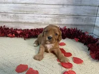 Chewy, a male Cavapoo for sale in Fulton, KS – Photo 1 of 6