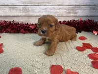 Chewy, a male Cavapoo for sale in Fulton, KS – Photo 4 of 6