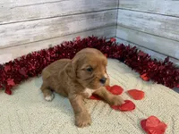 Chewy, a male Cavapoo for sale in Fulton, KS – Photo 6 of 6