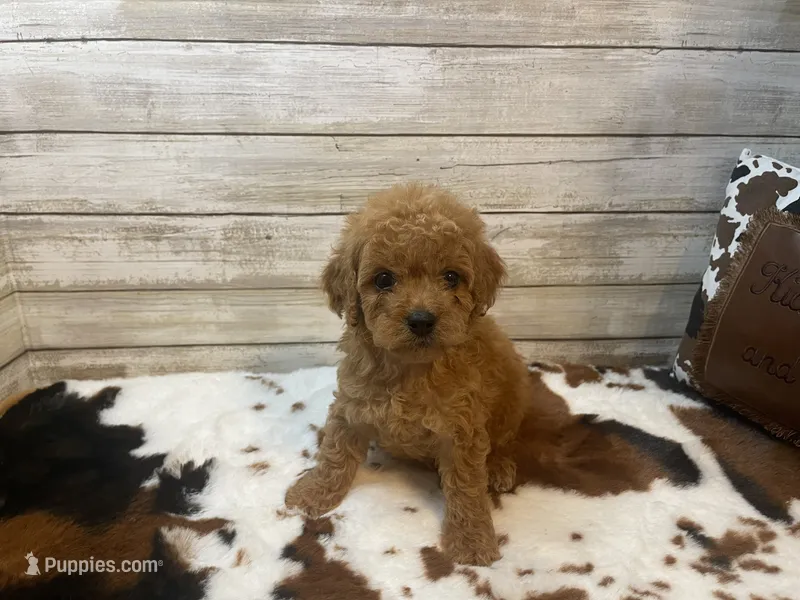 Sophie – Cavapoo, Poodle - Miniature  puppy for sale in Fulton, KS