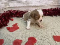 Pete, a male Cavapoo for sale in Fulton, KS – Photo 3 of 5