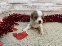 Pete, a male Cavapoo for sale in Fulton, KS – Photo 1 of 5