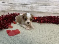 Pete, a male Cavapoo for sale in Fulton, KS – Photo 4 of 5