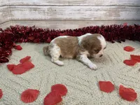 Pete, a male Cavapoo for sale in Fulton, KS – Photo 2 of 5