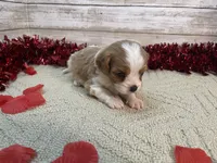 Pete, a male Cavapoo for sale in Fulton, KS – Photo 5 of 5