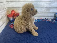 Sunny, a female Cavapoo and Cavalier King Charles Spaniel for sale in Fulton, KS – 1 of 4