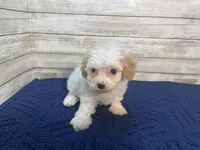 Dolly, a female Cavachon for sale in Fulton, KS – Photo 6 of 6