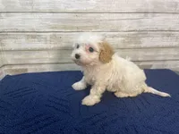 Dolly, a female Cavachon for sale in Fulton, KS – Photo 4 of 6