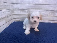 Dolly, a female Cavachon for sale in Fulton, KS – Photo 5 of 6