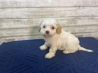 Dolly, a female Cavachon for sale in Fulton, KS – Photo 3 of 6