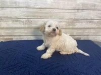 Dolly, a female Cavachon for sale in Fulton, KS – Photo 2 of 6